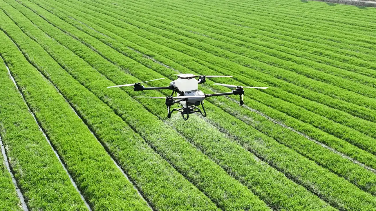 Drone spraying rows of green crops in a field